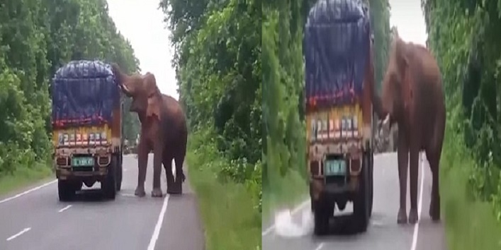 hungry elephant stops the truck and eats potatoes cover