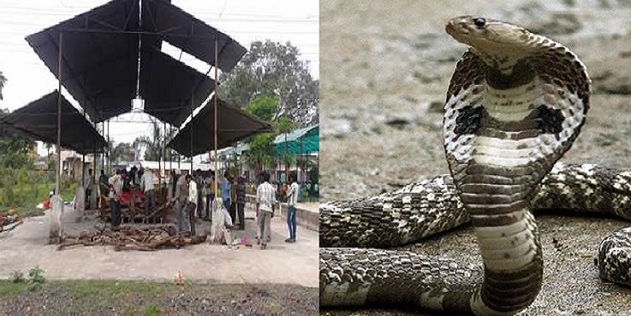 snake crawls in to the crematorium and it shocks people cover
