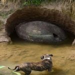 a farmer found en egg of alien