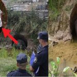 a farmer found en egg of alien cover