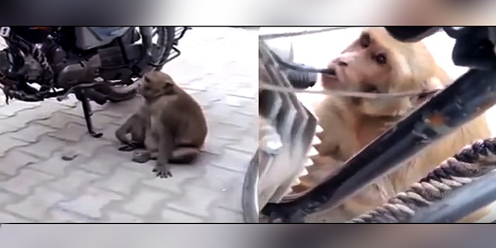 thirsty monkey steals petrol to drink it cover
