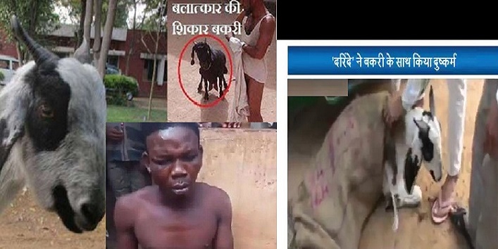 Guy punished by villagers for raping a goat cover