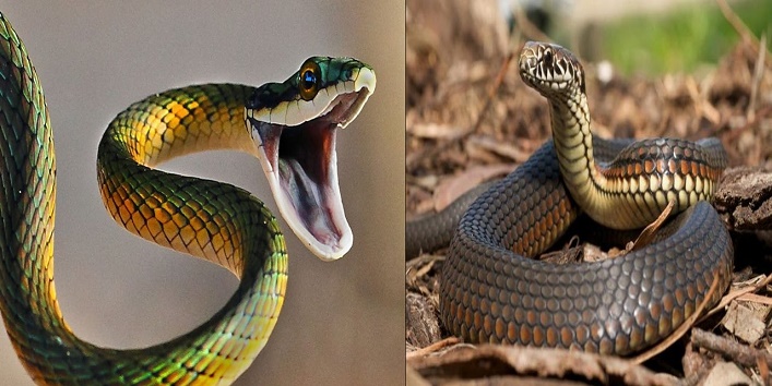Inspired by a TV Show, this person started eating snakes cover